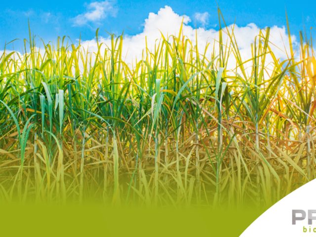 COMPROMISSO-LICENÇA-1172---646