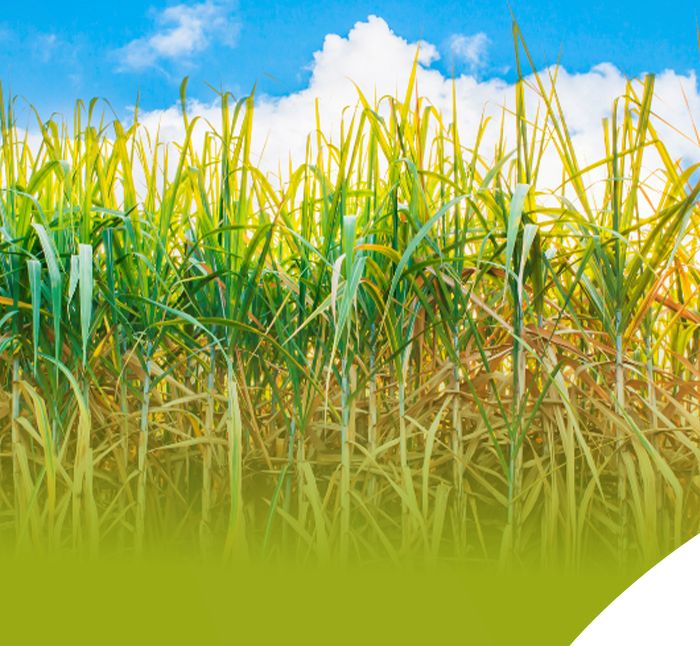 COMPROMISSO-LICENÇA-1172---646